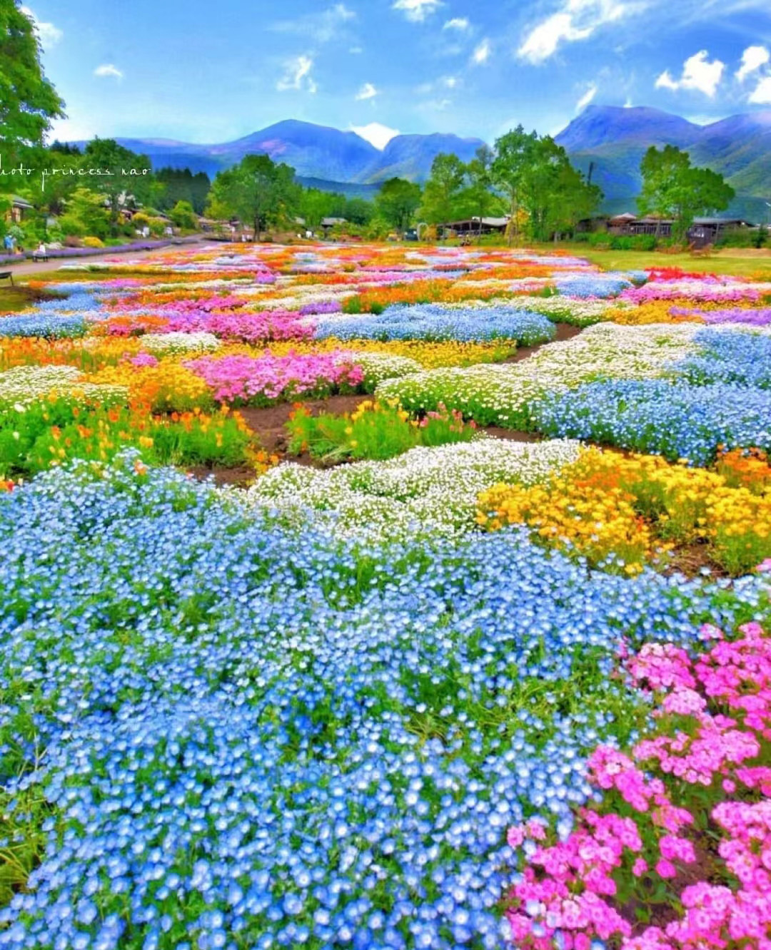 草花种植的完整步骤展示