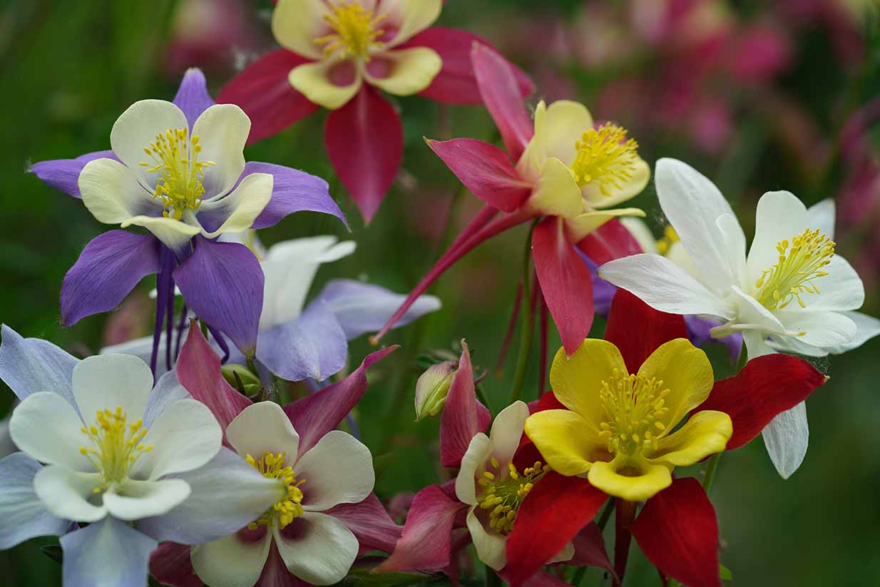 阳台草花养护场景